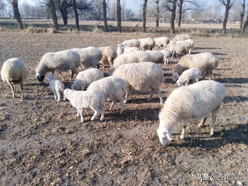 大母羊产羔后怎么给料,刚产羔母羊怎么管理