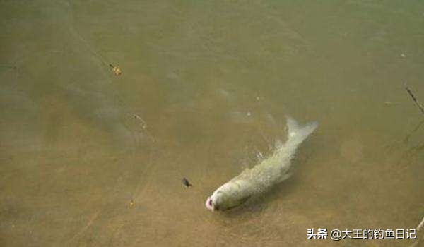 钓草鱼海竿用串钩好还是翻板钩好,海竿串钩水浅有淤泥怎么钓草鱼