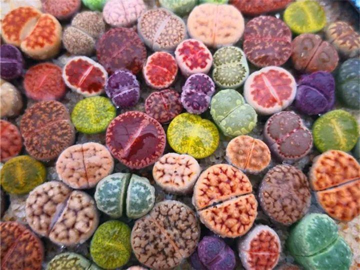 100种常见多肉的养法图片大全,60种好度夏的多肉植物