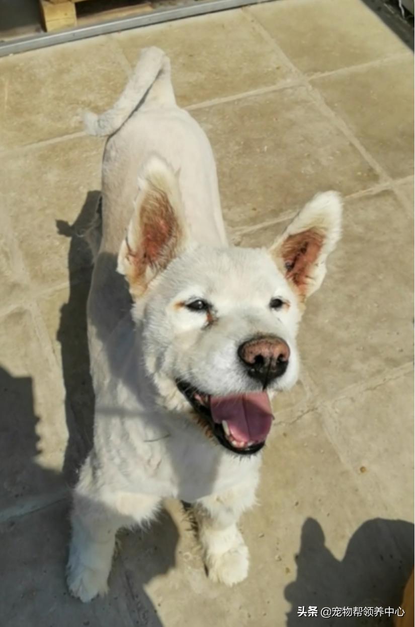 除夕，身上恶臭的萨摩耶在家门口流浪：为什么要抛弃我？