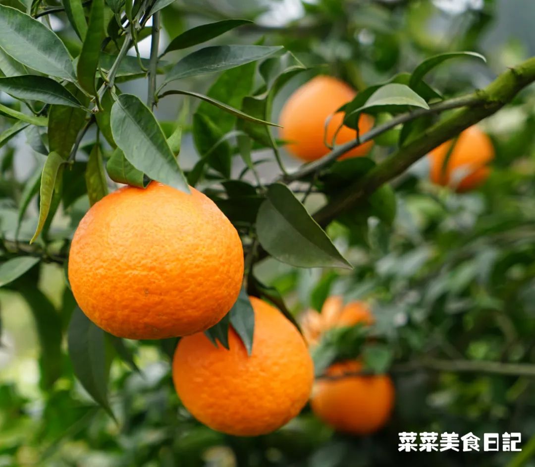 树上的草莓果冻,泰国水果树上结的果冻