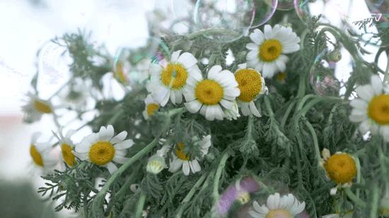 春日野餐记完整版,春日野餐记录视频