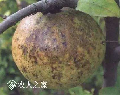 每日一课100个常识,真菌感染必备知识