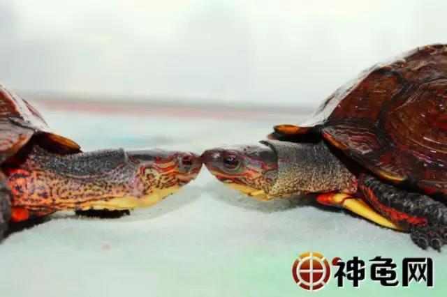 洪都拉斯木纹龟是保护动物吗,洪都拉斯木纹龟高背