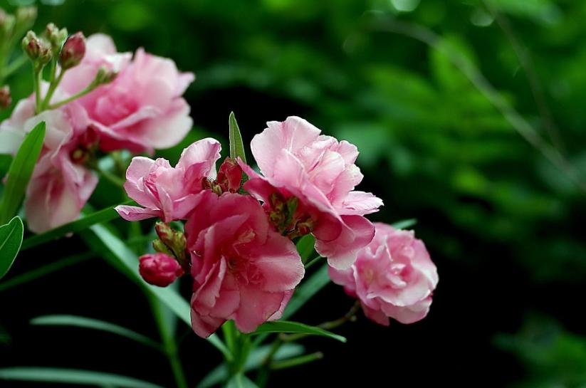 赞美夹竹桃花诗句名句,有关夹竹桃的诗句