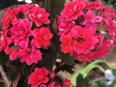 长寿花好多白粘物咋办,长寿花上的白虫子怎么治