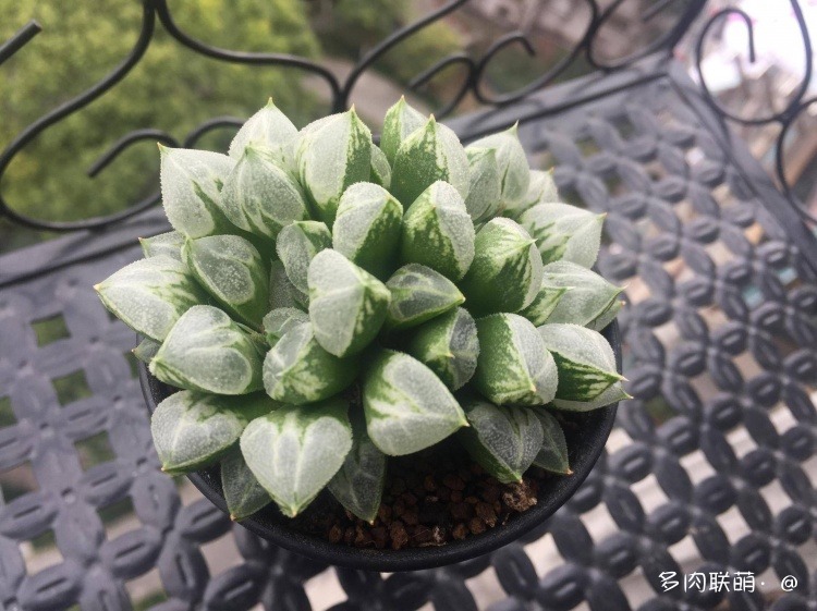 不管什么多肉都适合叶插吗,不管什么多肉都可以变老桩吗