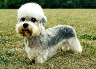 世界上所有的狗品种图片,世界最名贵的狗前十名及其简介