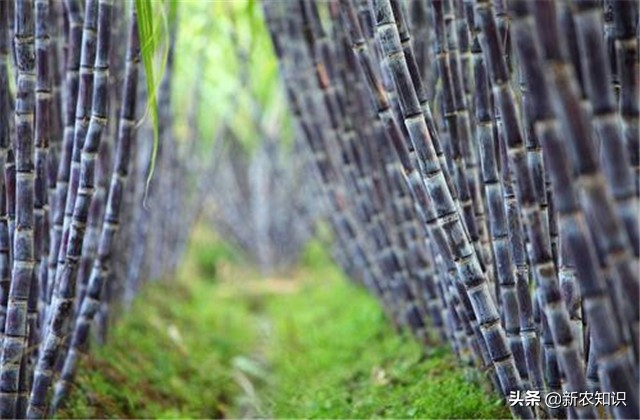 甘蔗种植技术及管理方法,2.5米行距甘蔗种植产量如何