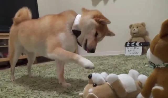 主人买了一堆柴犬玩偶，结果柴犬混入其中，主人想找也找不到了