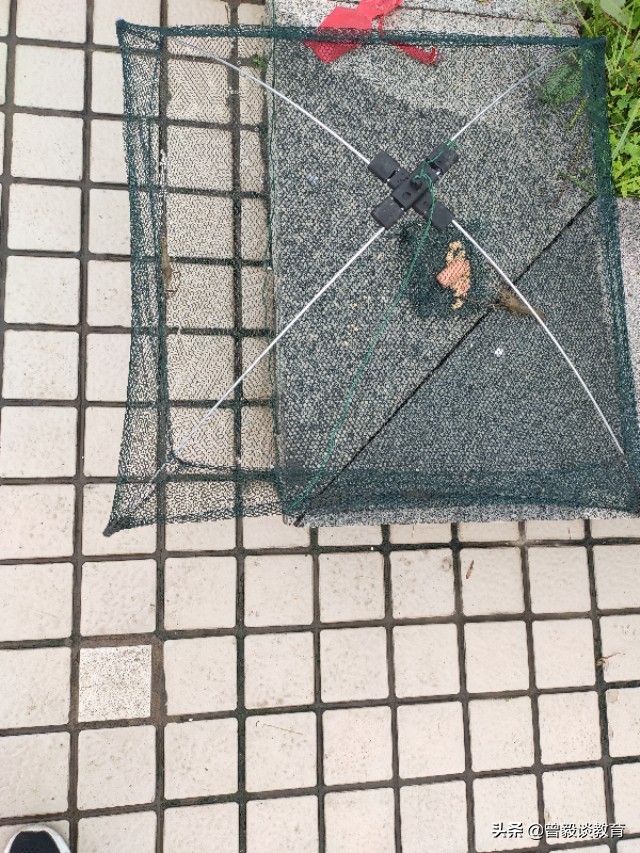 周末带娃出来抓抓虾,周六爸爸陪宝贝抓螃蟹