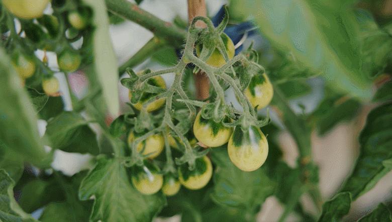 李子柒靠海外视频月入80万,德国版李子柒