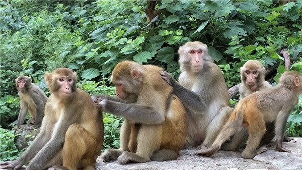 它们在一个猴群里可能短到几周，也可能长达2～3年，但极少会更长