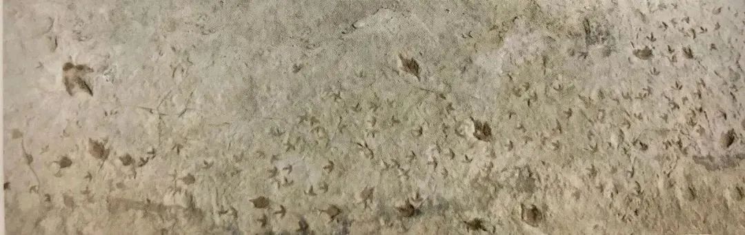 发现一亿年前的恐龙脚印,观往知来论据