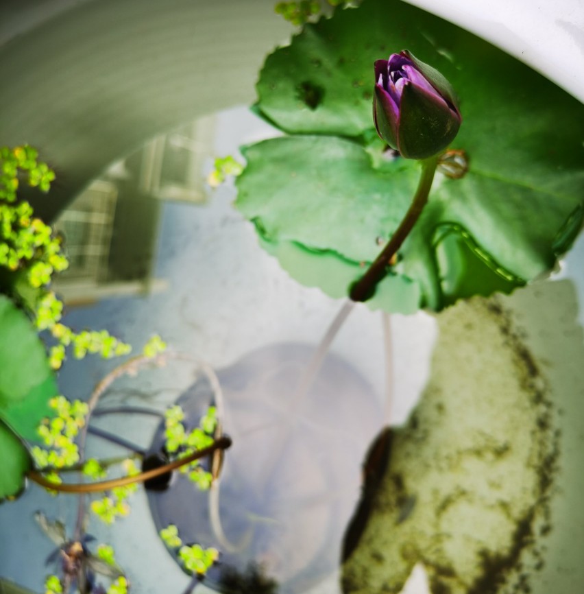 中午的荷花,绽放清晨的荷花