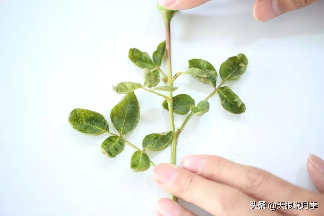 秋季月季突然枯萎是怎么回事,月季花朵未开就干枯了是怎么回事