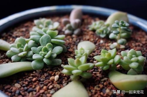 从多肉上取下来的小苗该怎么做,多肉摘下来的叶片怎样繁殖