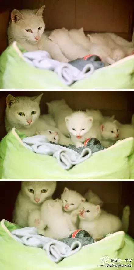 猫咪也有无可奈何的时候,猫咪为什么会给人安慰