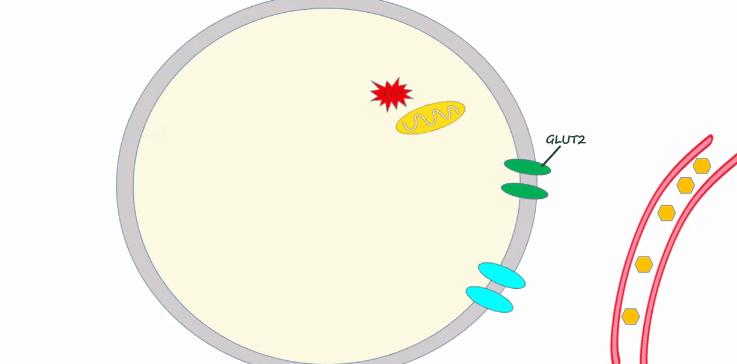 胰岛素是如何导致糖尿病的,胰岛素增多为什么会导致糖尿病