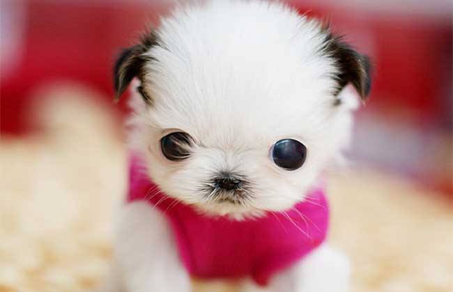 茶杯犬有病毒吗辟谣,为什么茶杯犬这么小却不能养