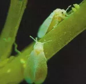 绿叶蔬菜防治地下害虫的方法,蔬菜害虫种类及防治ppt