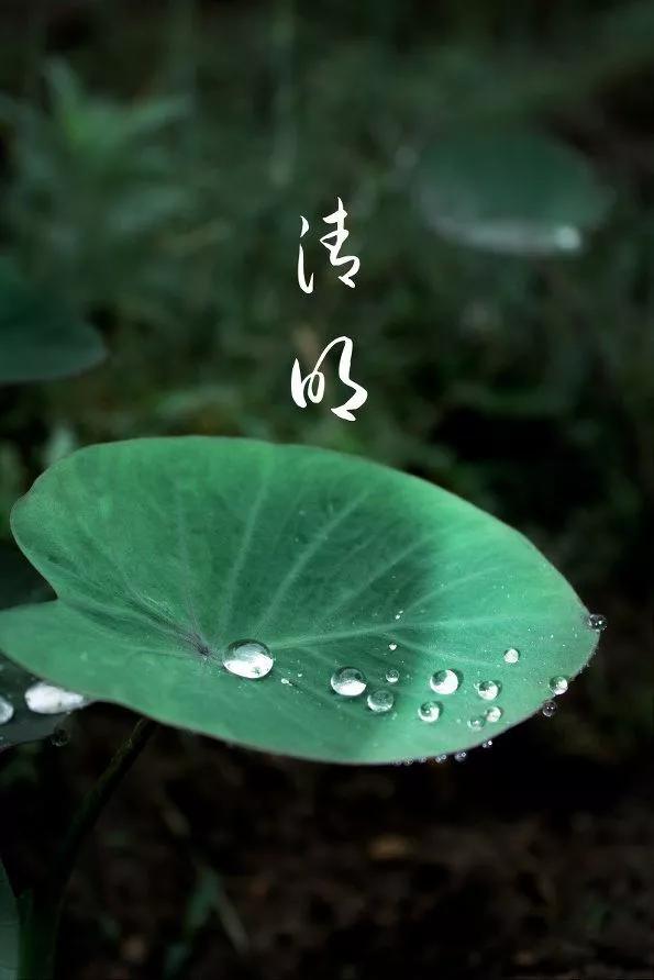 清明节雨纷纷追思故人,清明时节雨纷纷悼念故人