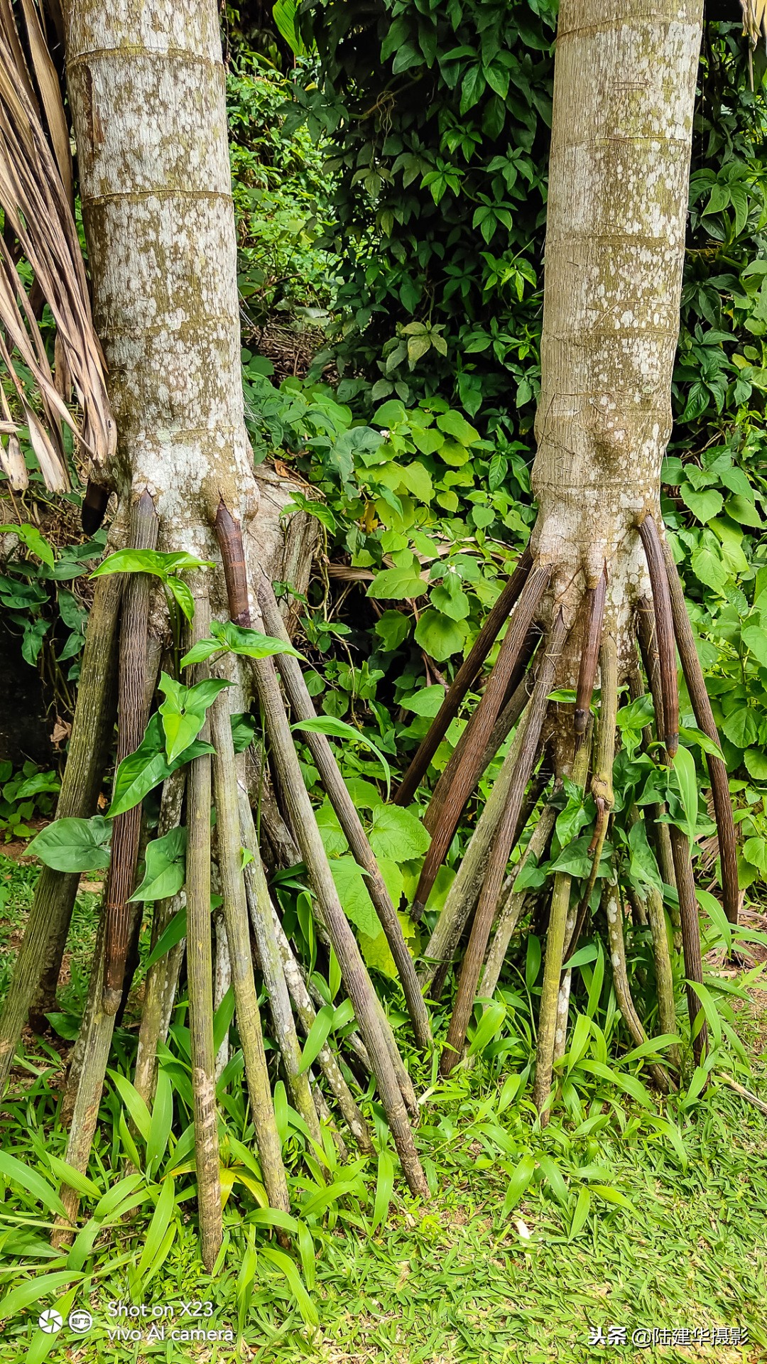 塞舌尔克里奥尔人,人间伊甸园云赏奢华度假地塞舌尔