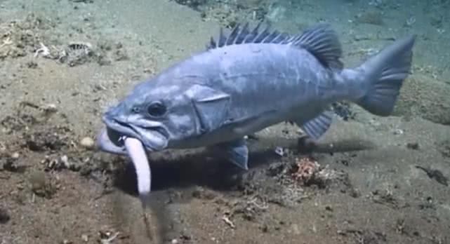 人类捕捉了史上最诡异的深海怪鱼,海底拍到巨大的石斑鱼