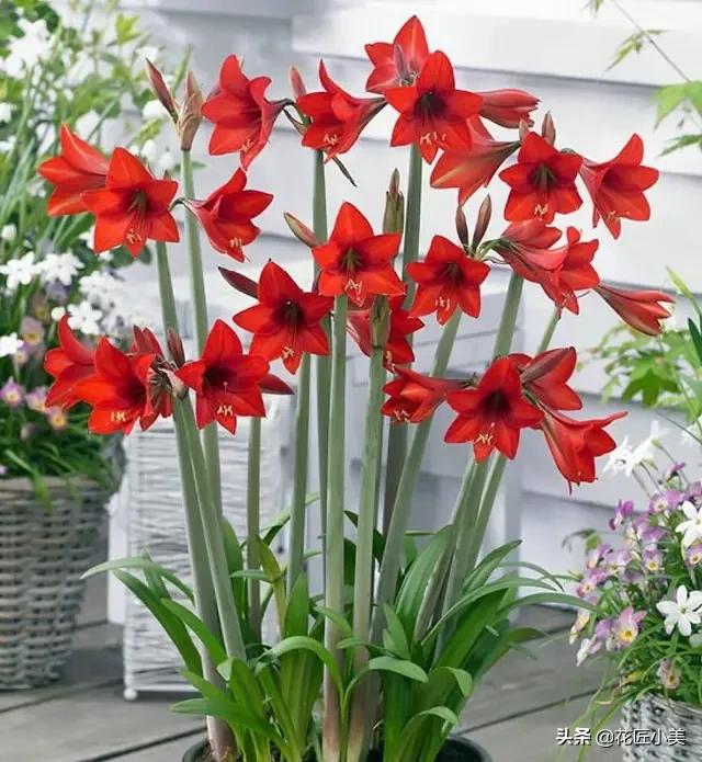 朱顶红花种球的种植方法,朱顶红花谢后种球怎么处理