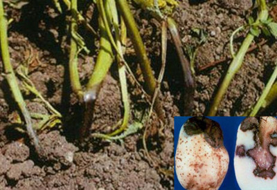 马铃薯黑胫病症状,马铃薯苗黑茎病