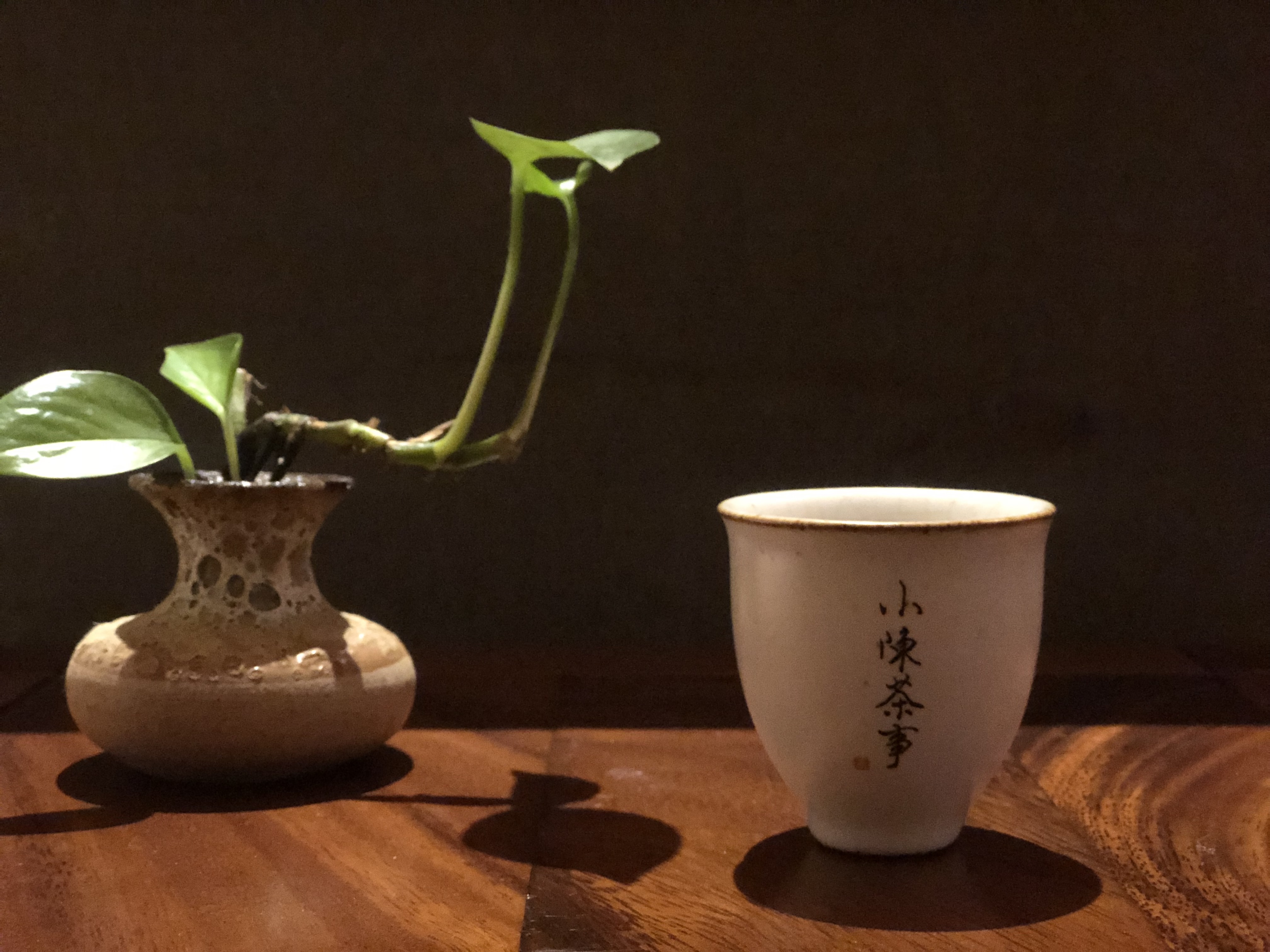 白茶上有黄点是什么,白茶上面有点毛絮是正常的吗