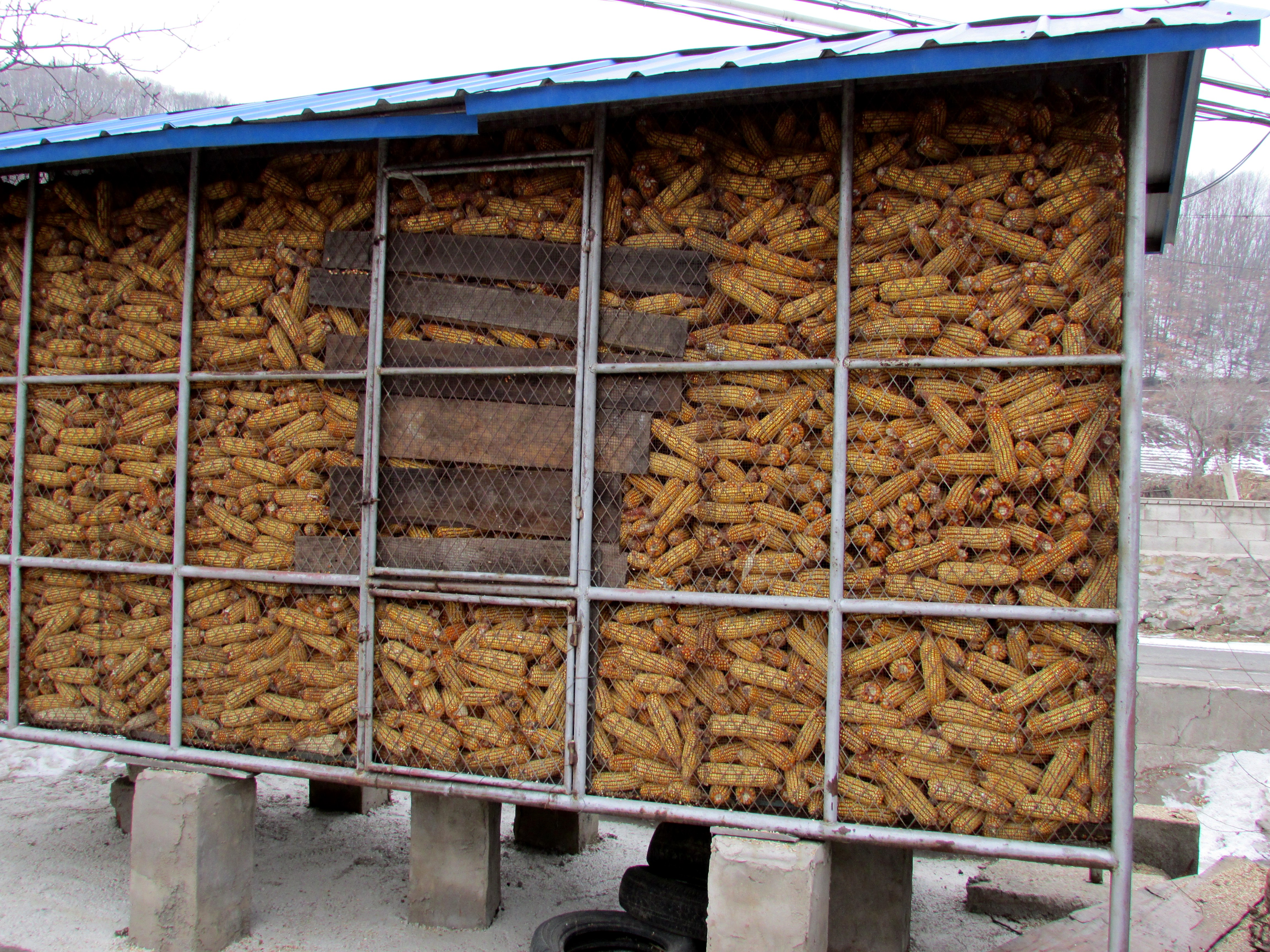 东北杀年猪来吃猪肉,老东北杀年猪