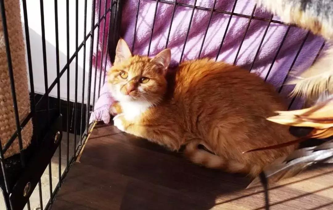 给它们一个家|线上宠物领养日,201903102