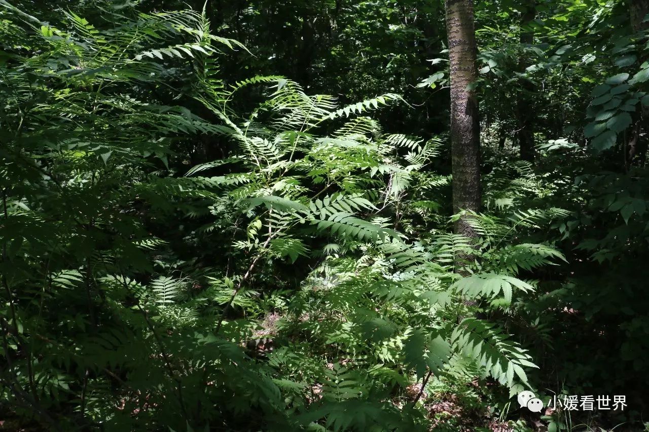 哈尔滨周边将军山,哈尔滨将军山森林公园