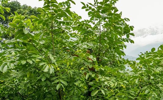 百年老树鲜核桃清香脆甜特别嫩,好吃到停不下来的野生山核桃
