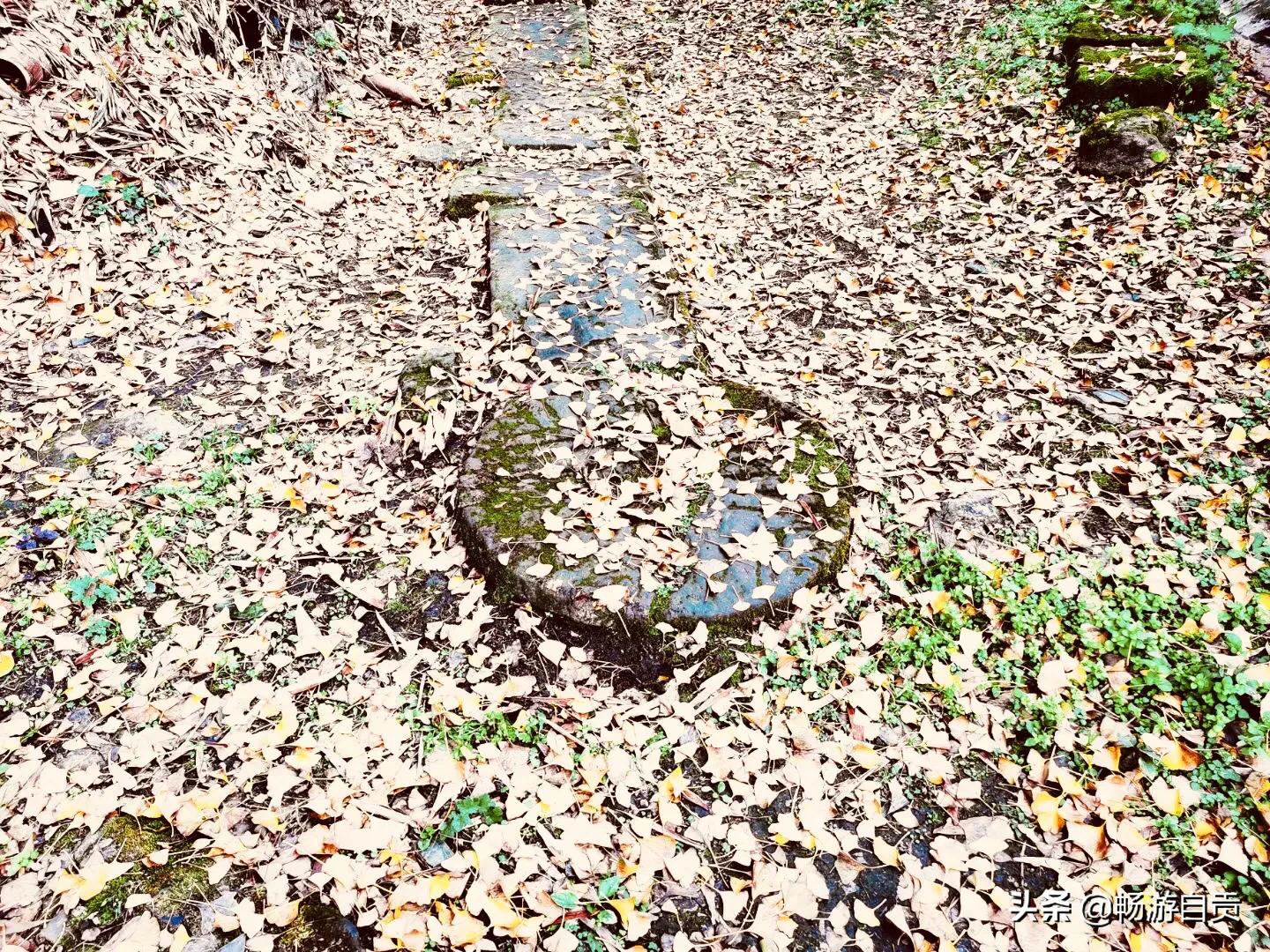 恰逢仲冬季节，追寻自贡唯美黄金叶