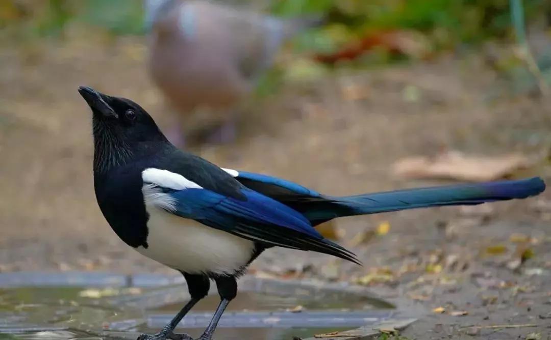 北京这个学校很“火”!坐拥3大花园、果园、动物园,集美貌与知识于一体!