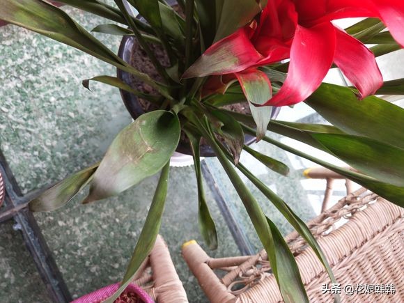 鸿运当头叶子干了是什么原因,鸿运当头为什么干尖