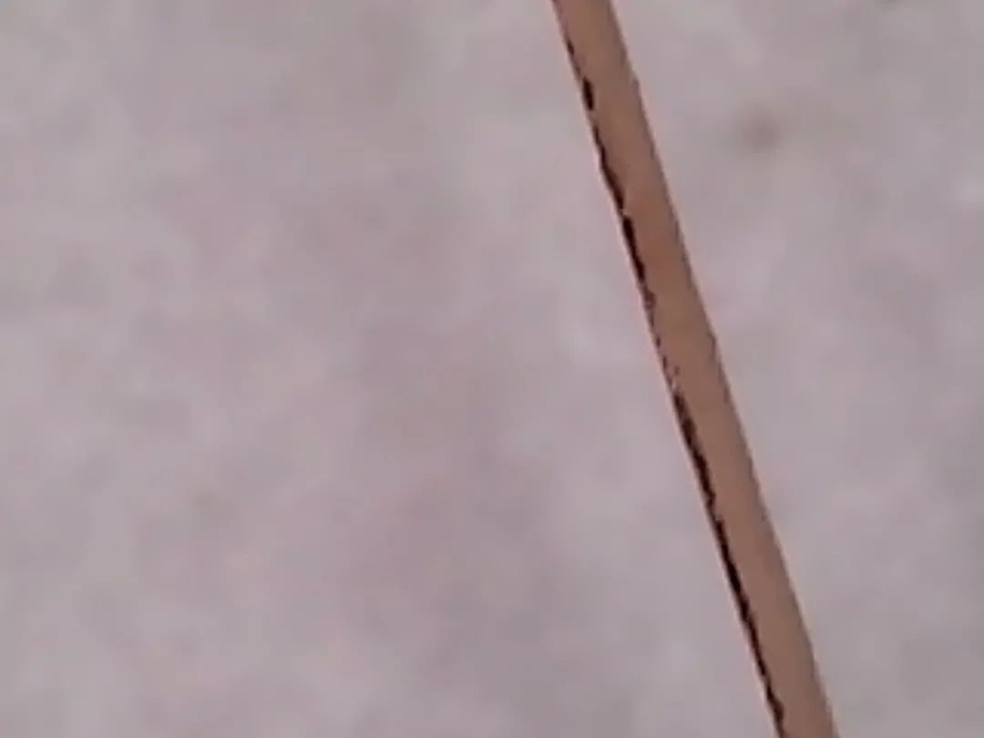 暑假孩子玩手机不如打篮球吧,儿童显微镜放大蚂蚁120倍