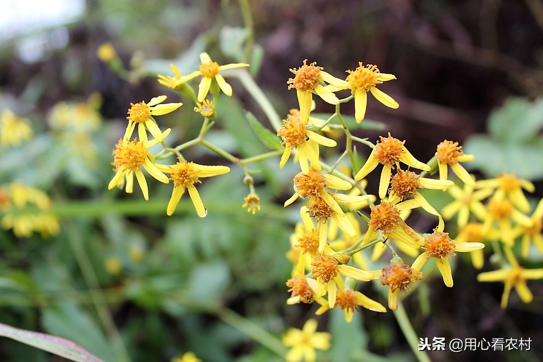 农村遍地的小黄花,农村的小黄花