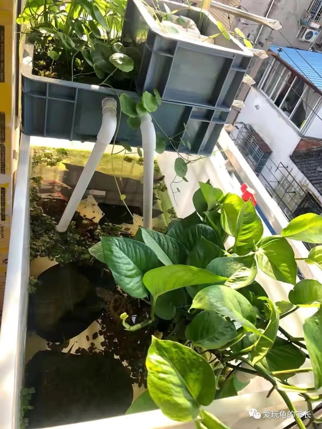 龟应激有什么表现,龟应激反应是啥意思