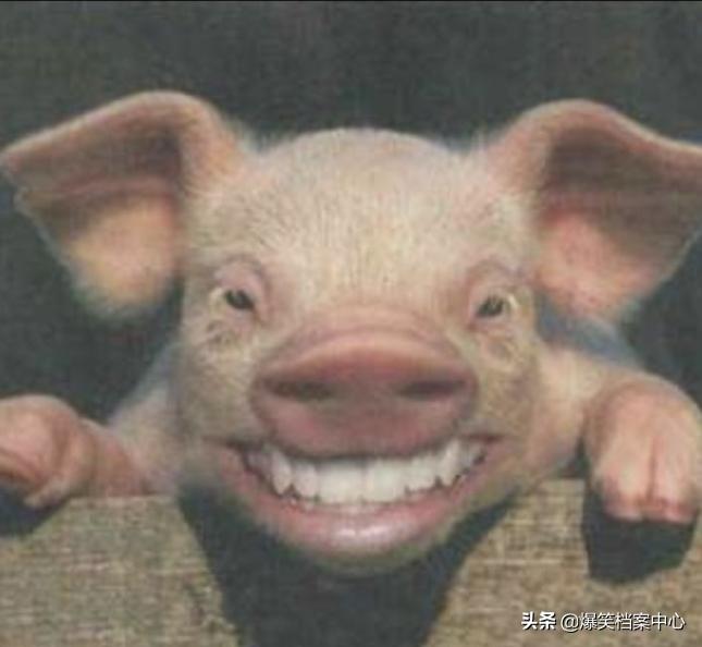 平板怎么下植物大战僵尸花园战争,开心一刻植物大战僵尸