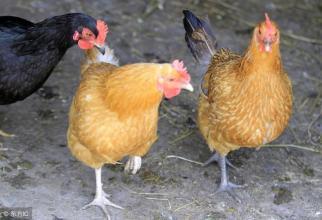 肉鸡拉稀特效药,肉鸡拉稀