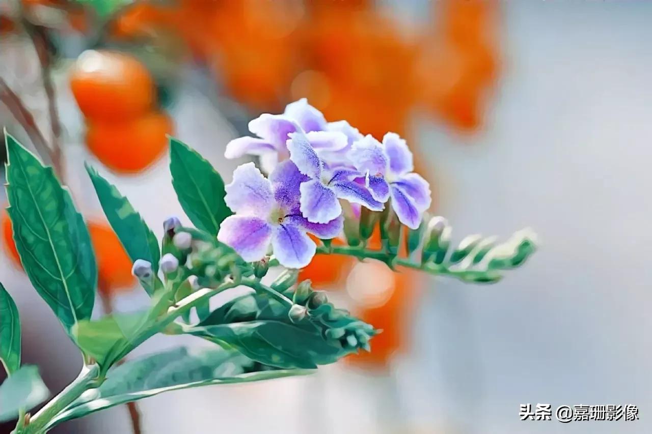 看看花容,听听花语2020年我镜头里的百种花卉