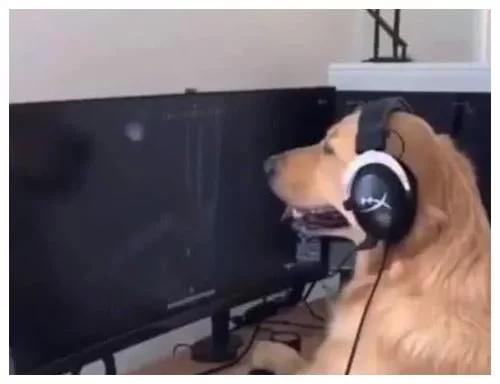 狗狗玩吃鸡真是神了,柴犬和小狗玩吃鸡