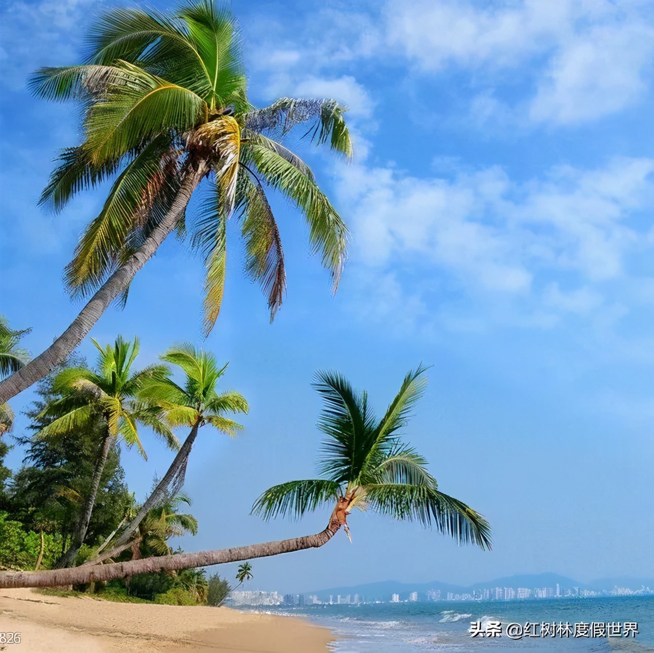 逃离北方的寒冷,逃离北方森林