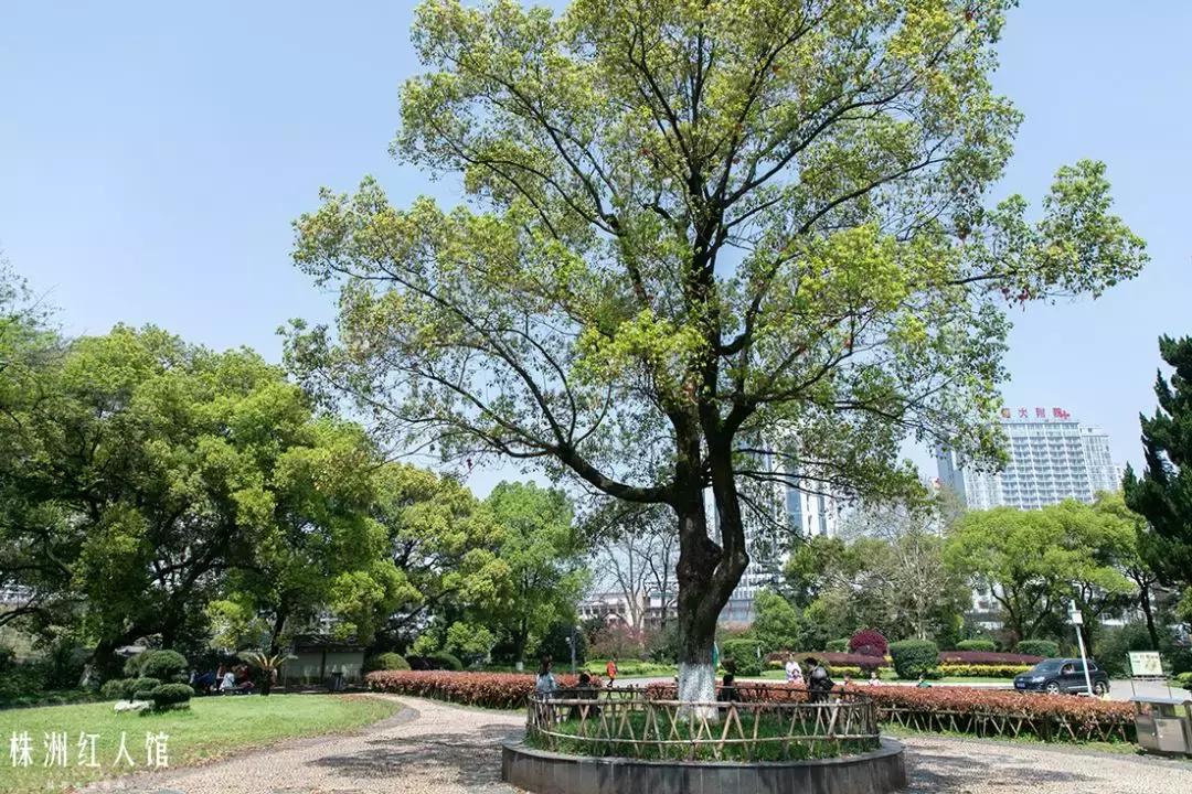 以前的株洲神农公园,株洲神农公园古城