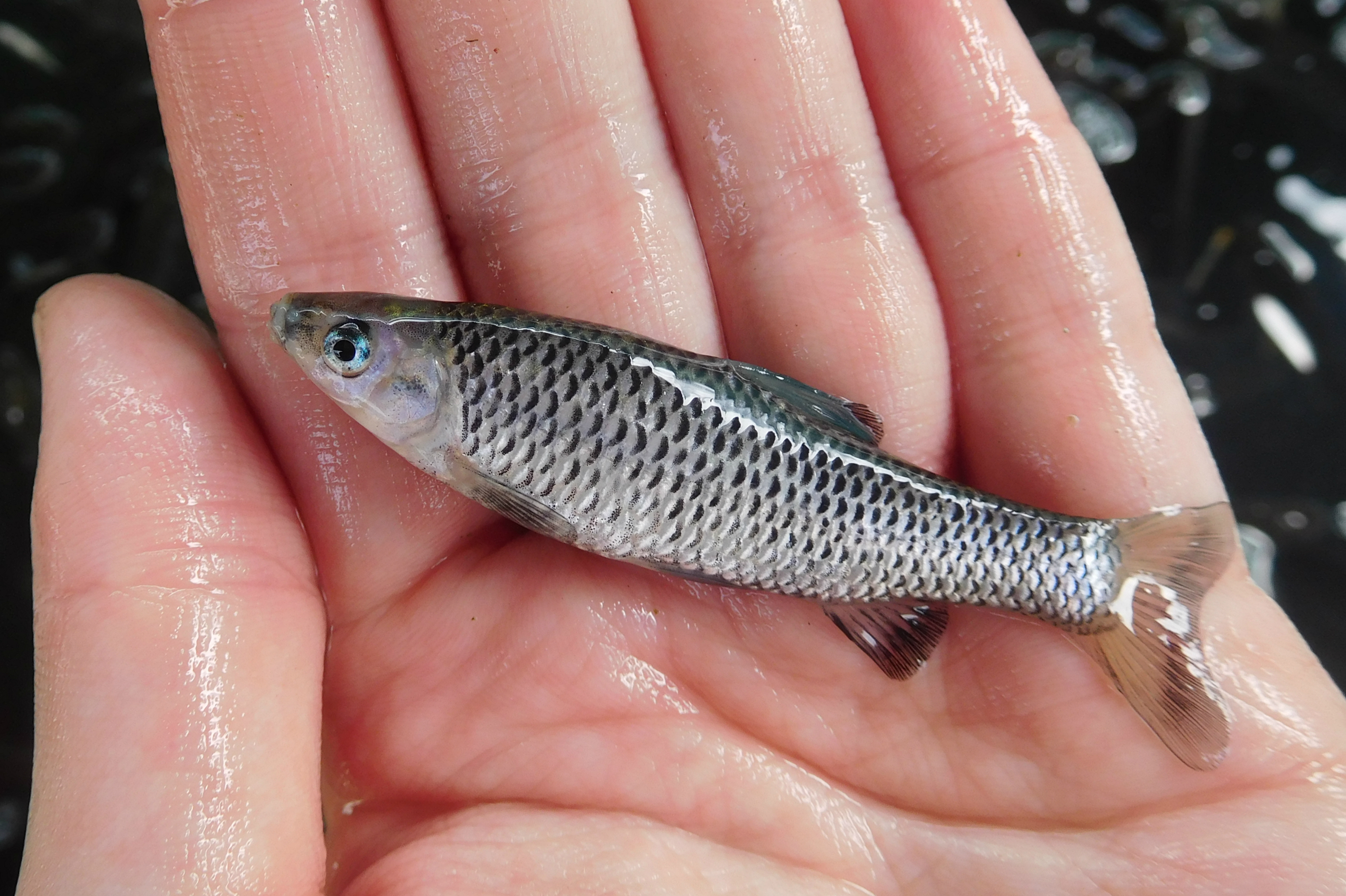 麦穗鱼入侵32个国家,麦穗鱼在欧洲泛滥成灾视频