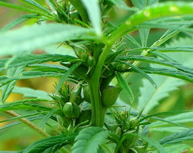 巴马火麻汤视频,长寿火麻汤