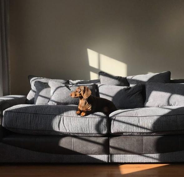 狗狗的尾巴下垂是不开心吗,狗狗尾巴尖下垂